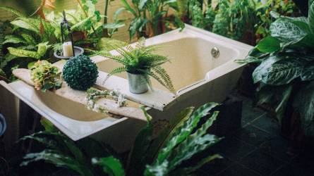 Fürdőszobába való szobanövények