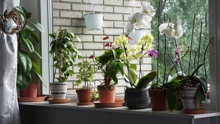 Növénydzsungel a lakásban a téli szürkeség ellen