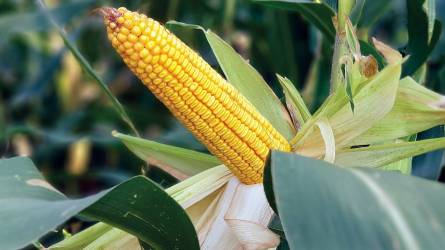 SAATEN-UNION: kukoricáink 2022-ben is bizonyították kiemelkedő termésstabilitásukat