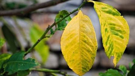 Miért hullatja levelét a cserepes citromfa?