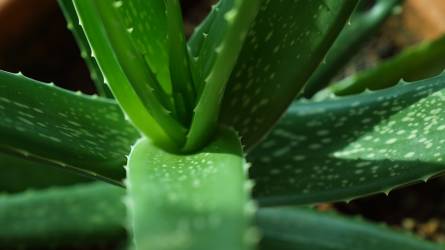 Miért lankadnak az Aloe vera levelei?