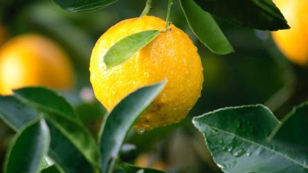Citrusok nyomában: a petitgraintől az édesnarancsig