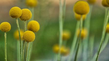 Egy különleges sárga szépség: a dobverő virág