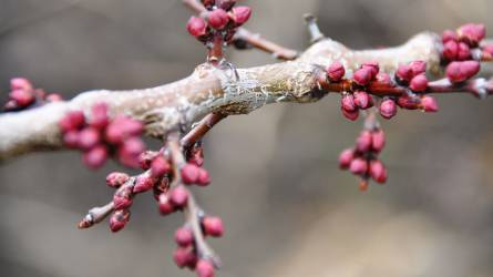 Kertészeti növényvédelmi előrejelzés: eljött a tavaszi metszési munkák ideje
