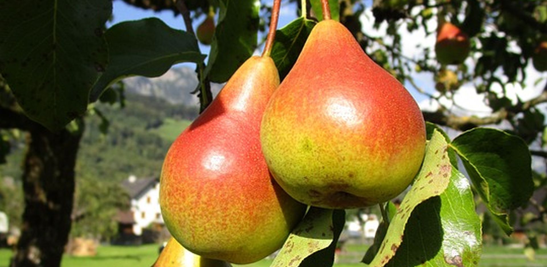 Груши в моем саду. Груша аллегро. Фруктовые деревья для сада. Груша колоновидная медовая. Дерево груши чижевской.