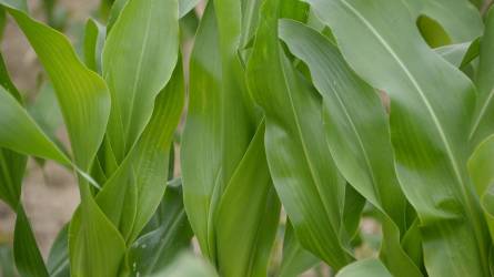 Kockázatcsökkentés a kukoricatermesztésben