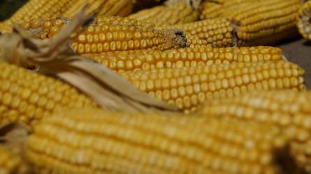 Csökkent a kukorica ára a világpiacon