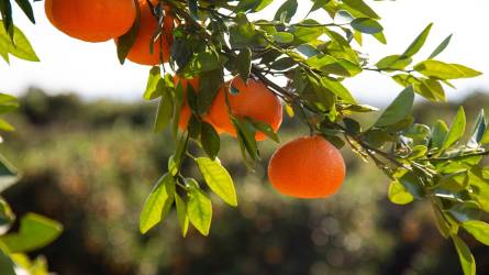 Fog valaha teremni a magról nevelt mandarinfa?