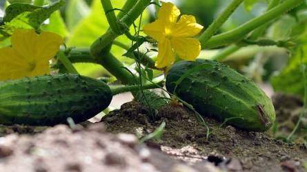 Érdemes palántát nevelni, ha uborkát termesztenénk?