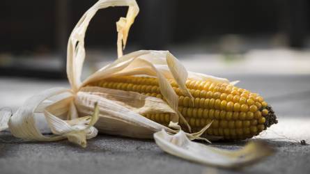 A kukorica határidős ára most a legalacsonyabb augusztus óta