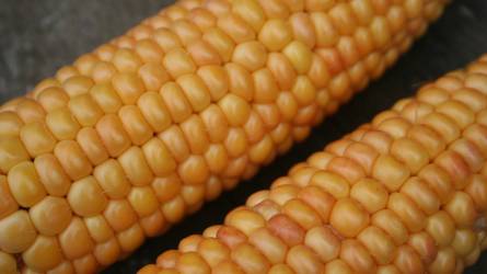 Drágult a kukorica a kínai vásárlások hatására