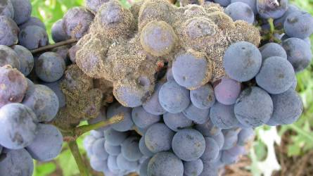 AktyShield kúra belsőleg – avagy a szőlőnek is jár a feltöltődés