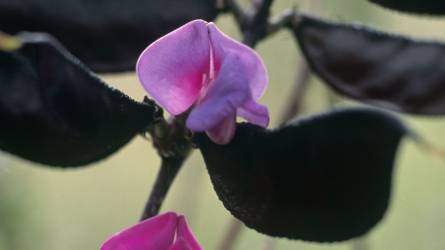 Mi lehet a lila színű levelekkel, virágokkal és hüvelyekkel rendelkező növény?
