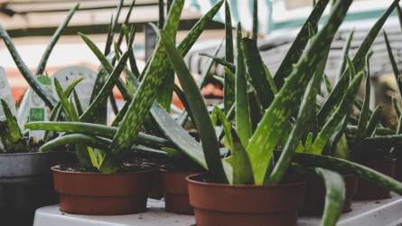Aloe vera: hitek és tévhitek a „csodanövényről”