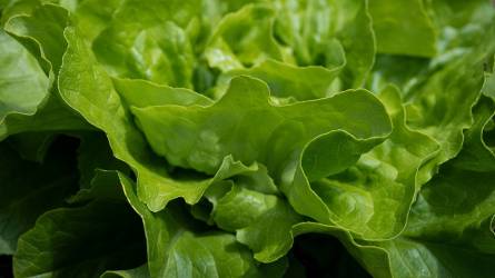 Kevesebb fejes salátát termesztenek