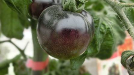 Fekete paradicsom: egy újdonság, amit házikertben is érdemes termeszteni