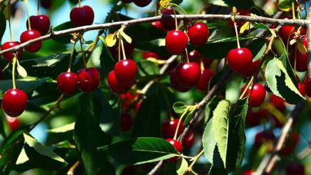 Ki lehet váltani a gyümölcsfák permetezését rezisztens fajták ültetésével?