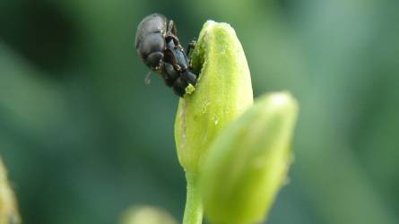 Szántóföldi növényvédelmi előrejelzés: megkezdődött a repcefénybogarak bimbókárosítása