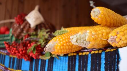 USDA: nem módosítottak a kukorica és a szójabab kínálati számain