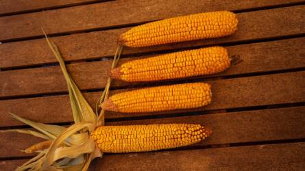 Nagyobb kukoricatermésre számítanak globális szinten