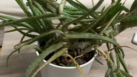 Mitől lett foltos és kókadt az Aloe vera?
