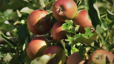 Milyen kártevő okozza az almafák levelének összesodródását?