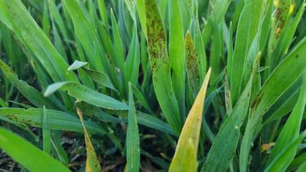 Szántóföldi növényvédelmi előrejelzés: fertőző gombabetegségek jelenléte a gabonán