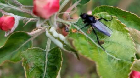 Mi lehet a légyhez hasonló, nagyméretű rovar a gyümölcsfákon?