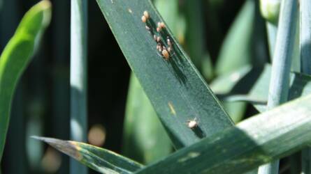 Szántóföldi növényvédelmi előrejelzés: károsítanak a vetésfehérítő bogarak és a gabonalevéltetvek