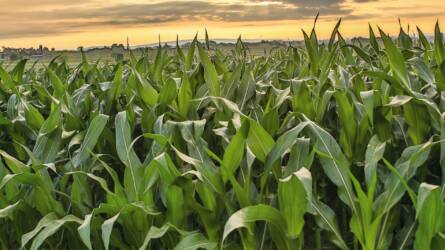 Hatékony posztemergens kukorica-gyomirtás változó körülményekre