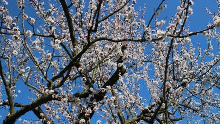 Hogyan mutatkozik meg a gyümölcsfák virágain a tavaszi fagykár?