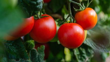 Lépéselőnyben lehetnek a magyar zöldségtermelők
