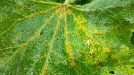 Miért nőttek apró, narancssárga foltok a mályvarózsa levelein?