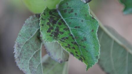 Kertészeti növényvédelmi előrejelzés: tovább erősödtek a varasodás fertőzés tünetei