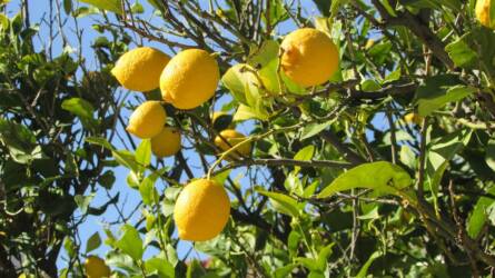 Hogyan kell öntözni az erkélyen nevelt citromfát?