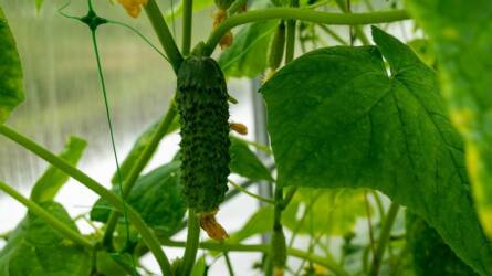 Milyen előnye van az uborka támrendszeres termesztésének?