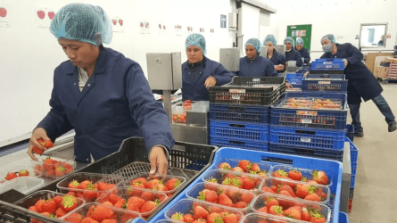 A brit gazdák nepáli és tádzsikisztáni gyümölcsszedőket keresnek