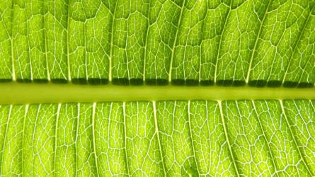 A fotoszintézis még mindig tartogat titkokat