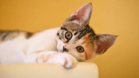 Macskák és az aromaterápia