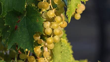 "Tartsd" a növényt habitusa szerint: szőlőnél ez mit jelent? A Babó-féle ágaskordon előnyei