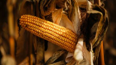 Hét hetes csúcsról fordult le a kukorica ára