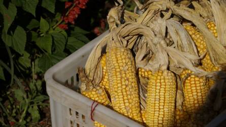 Egyhetes mélyponton a kukorica ára