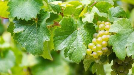 A soraljtakarásban rejlő potenciál a szőlőben