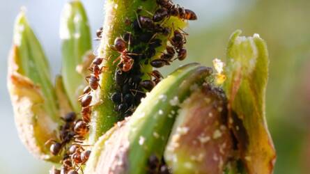 Hogyan védhetem meg a kertem bio módon a hangyáktól?