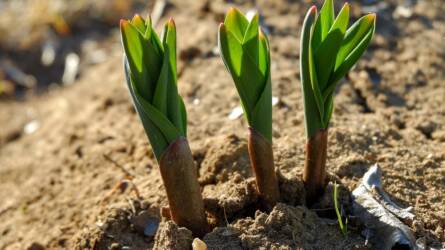 Milyen dísznövényeket ültessünk homokos talajba?