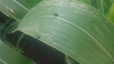 Szántóföldi növényvédelmi előrejelzés: támadják a kukoricát a vetésfehérítő bogarak