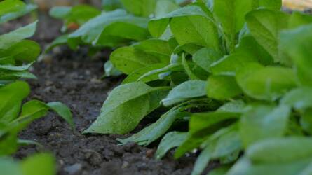 Növényvédő szerek bemosódása a talajba