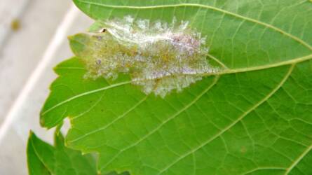 Kertészeti növényvédelmi előrejelzés: felerősödött a peronoszpórás fertőzés a szőlőültetvényekben