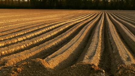 Növényvédő szerek hatása a talajban élő, nem célzott mikroorganizmusokra és férgekre