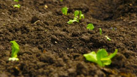 Növényvédő szerek hatása a talajra